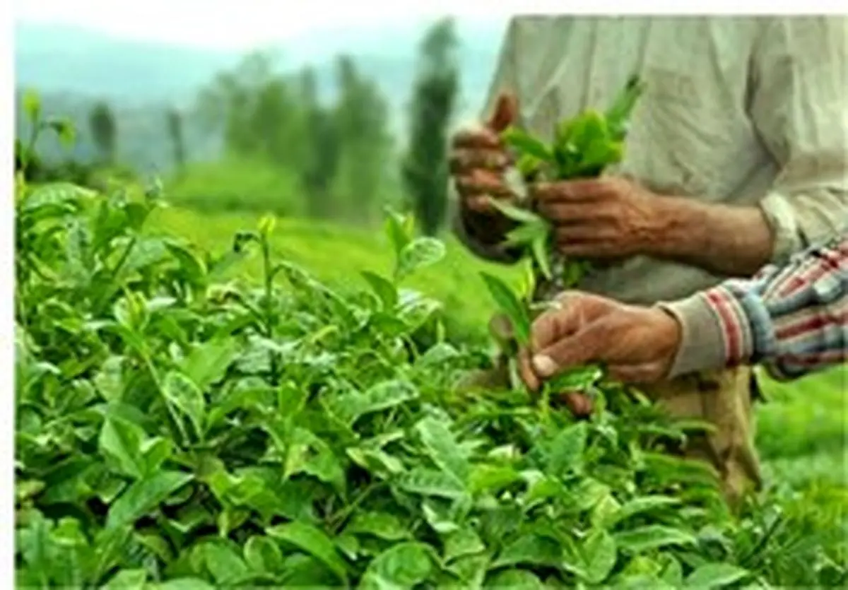 برداشت بیش از ۱۳۰ تن برگ سبز چای / پیش بینی برداشت ۱۳۵ هزار تن برگ سبز چای