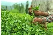 برداشت برگ سبز چای به تاخیر افتاد