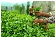افزایش ۷ درصدی تولید برگ سبز چای