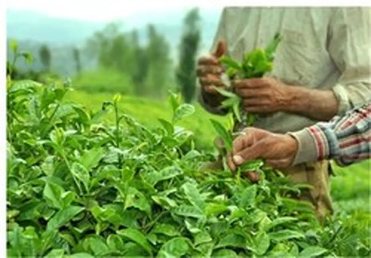 صادرات چای هند به ایران از سر گرفته می‌شود