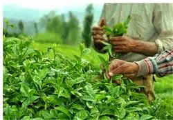 افزایش 13 درصدی برداشت برگ سبز چای
