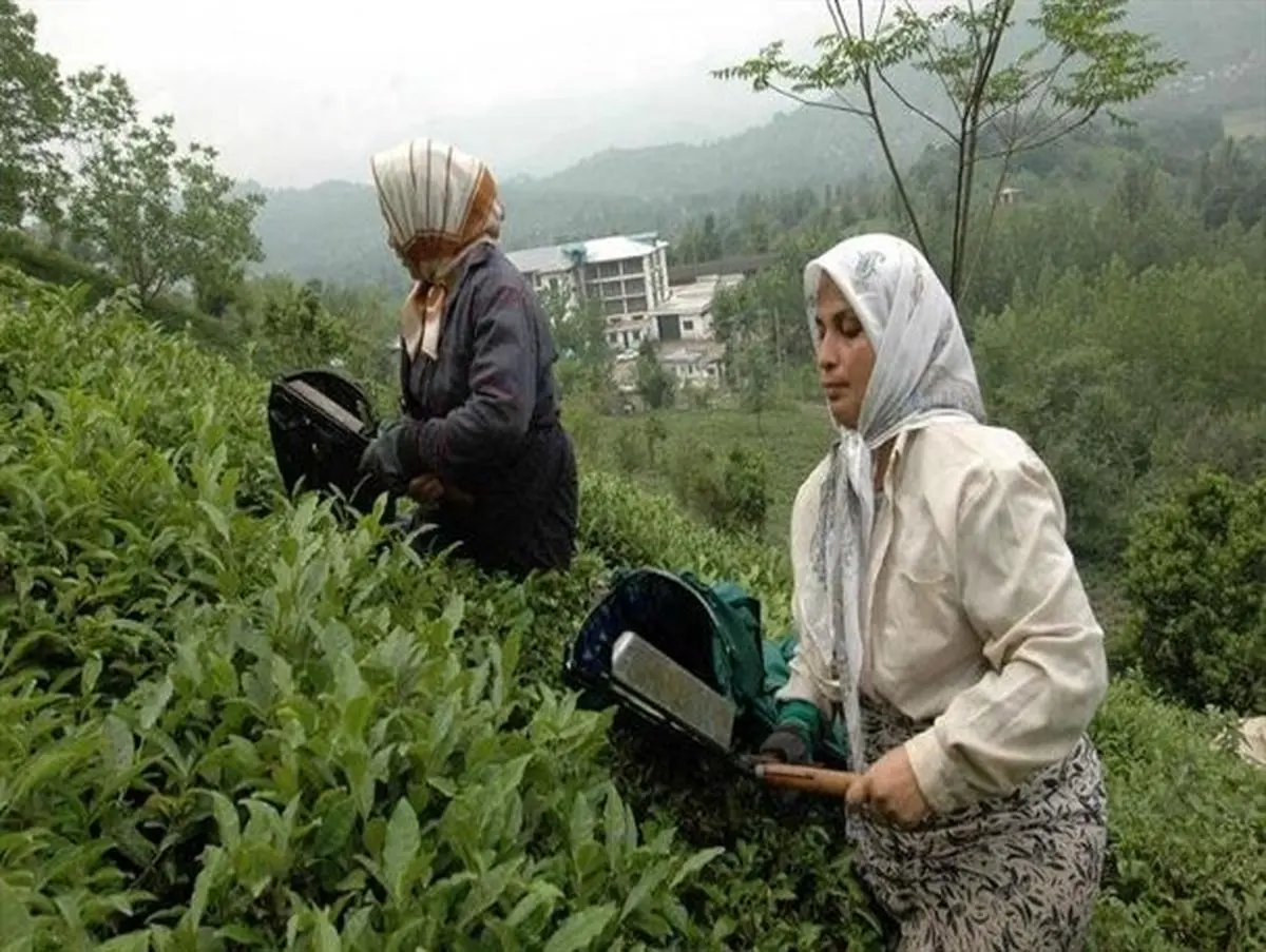 پیوست فرهنگی لازمه رشد صنعت چای است
