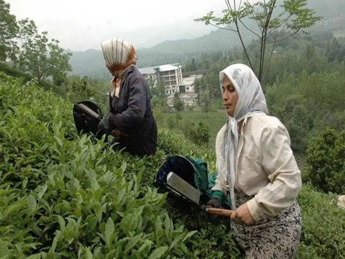 پیوست فرهنگی لازمه رشد صنعت چای است