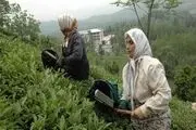 پیوست فرهنگی لازمه رشد صنعت چای است