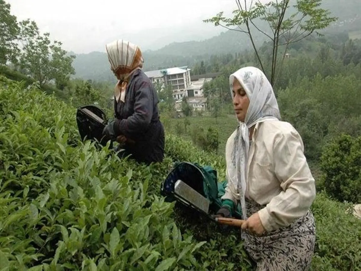 پیوست فرهنگی لازمه رشد صنعت چای است