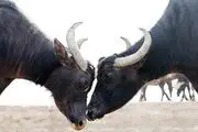 مهاجرتی متفاوت؛ گاومیش‌ها به عراق می‌روند!