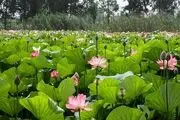  نیلوفرهای آبی مازندران/ گزارش تصویری