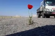 رویش گل لاله وسط جاده!/ عکس
