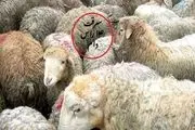 14 رأس گوسفند از یک دامدار رشتخواری به سرقت رفت