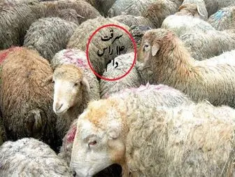 14 رأس گوسفند از یک دامدار رشتخواری به سرقت رفت