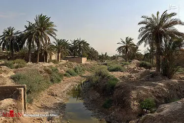 نخل