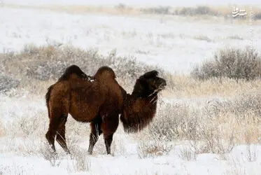 زندگی در سردترین نقطه دنیا