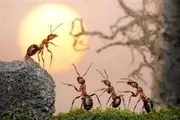 مورچه‌ها چگونه لانه‌شان را انتخاب می کنند؟!