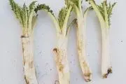 این سبزی ناشناخته معجزه می کند