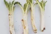 این سبزی ناشناخته معجزه می کند