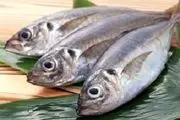 ماهی های وارداتی غیرمجاز و سمی را نخرید+ اسامی 