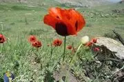 طبیعت زیبای روستای ایلانجیق نیر به روایت تصویر