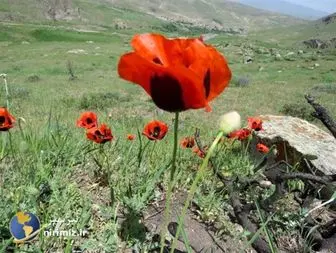 طبیعت زیبای روستای ایلانجیق نیر به روایت تصویر