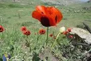 طبیعت زیبای روستای ایلانجیق نیر به روایت تصویر