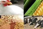 افزایش قیمت نهاده ها تاثیری در میزان صادرات ندارد