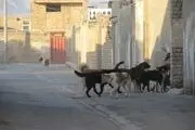 جان مردم مهم‌تر است یا سگ‌های ولگرد؟ 