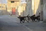 جان مردم مهم‌تر است یا سگ‌های ولگرد؟ 