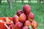 آغاز برداشت شلیل و هلو از باغات اصلاندوز+تصاویر