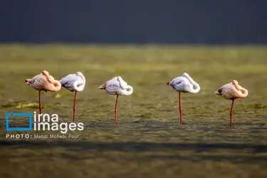 172705350_mehdimohebi-herfei-zamini-2-