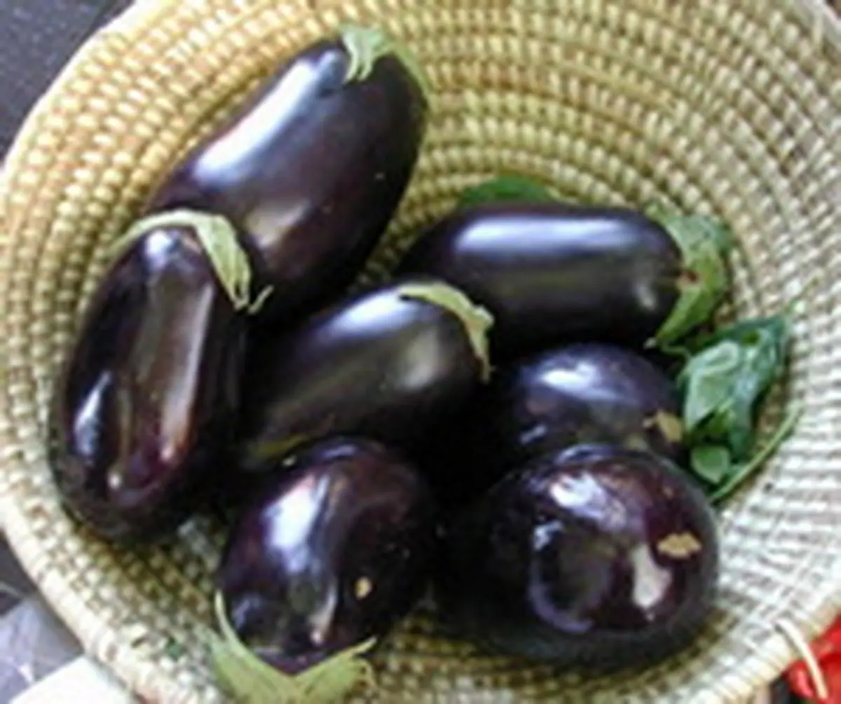 بادمجان موثر در درمان صرع