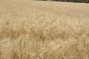 اعلام قیمت خرید تضمینی گندم