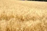 افزایش 75 دلاری قیمت گندم در پی توقف صادرات روسیه و اوکراین