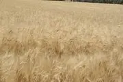زنگ هشدار برای بازنگری در قیمت خرید دولتی گندم با افزایش 9 دلاری قیمت در بازارهای جهانی