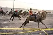 ایران هم در مسابقات شترسواری شرکت می‌کند؟