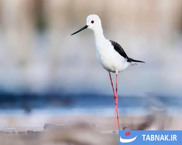 پاییز؛ شکوه رنگ‌ها در چهار گوشه جهان/گزارش تصویری