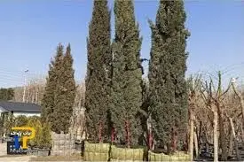 آگهی‌های جدید دیوار؛ اجاره درخت!/ راه جدید برای پایان کار ساخت‌وسازها 