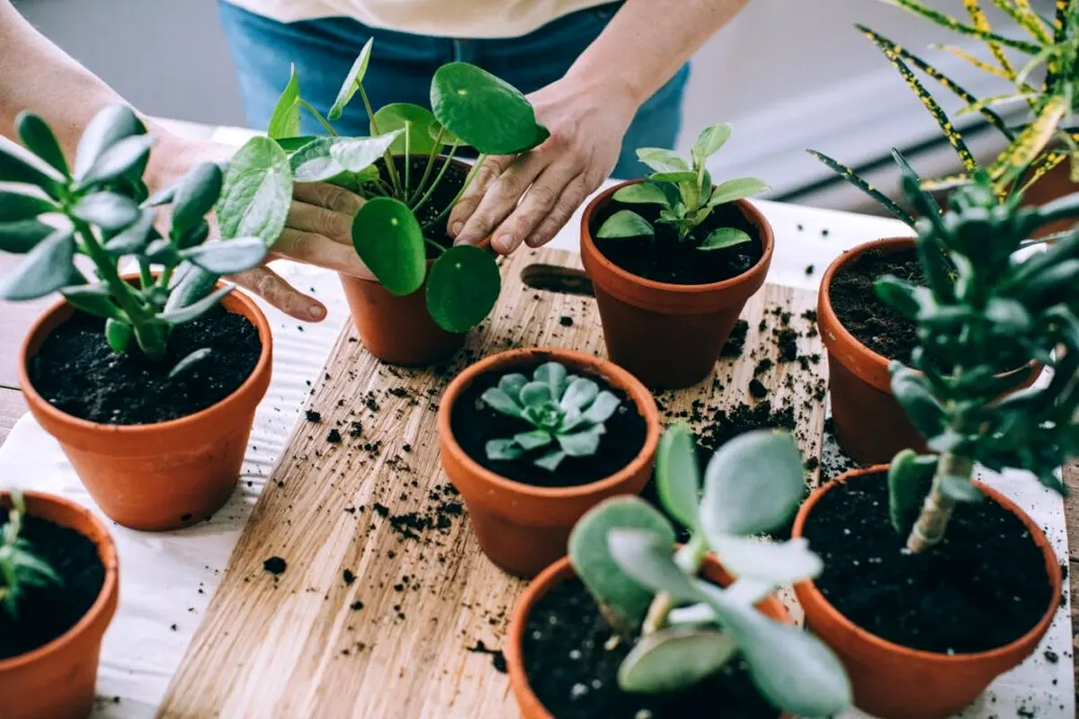 بهترین گیاه در ایام کرونا