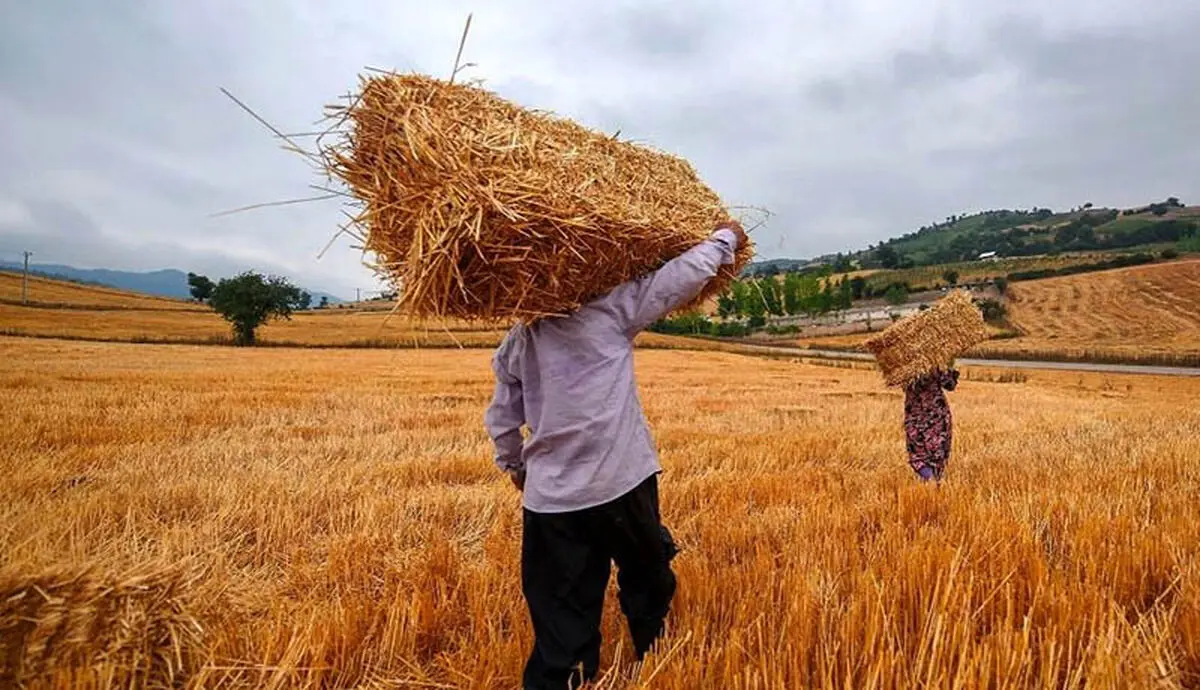 نرخ خرید تضمینی گندم اعلام شد