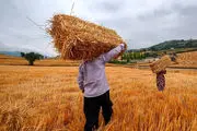 ارز ترجیحی حذف شود قیمت گندم باید افزایش یابد
