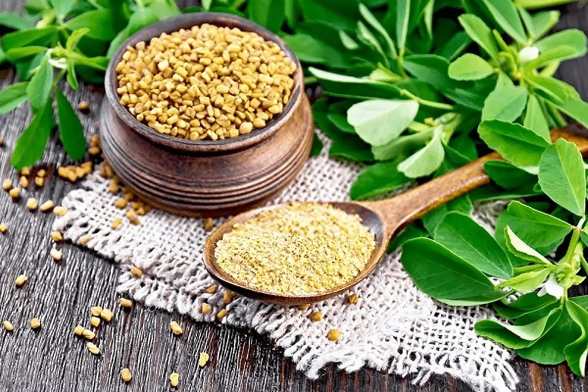 مصرف روزانه شنبلیله در روز با بدن شما چه میکند؟