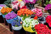 کاهش قیمت گل در بازار