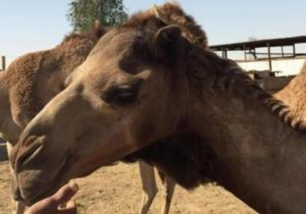"شترها" منشأ سرماخوردگی انسان!