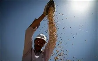 سود میلیاردی گندم خوزستان در جیب دلالان