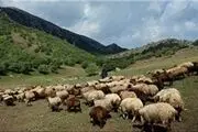 لزوم جلوگیری از وجود دام‌های غیرمجاز در منطقه باشگل