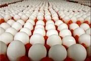 عرضه تخم مرغ بالاتر از ۳ هزار و ۱۰۰ تومان گرانفروشی است
