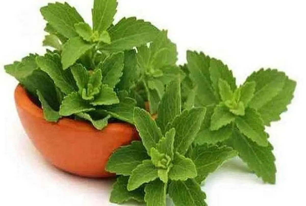 شیوه جدید درمان دیابت با این گیاه 