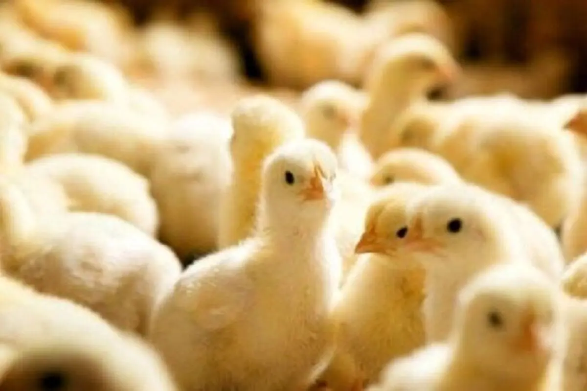 پشت پرده جوجه کشی