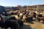 ۲ میلیون راس دام روی دست عشایر مانده است
