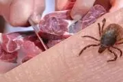 افراد از خوردن جگر خام و نیم‌پخته اجتناب کنند
