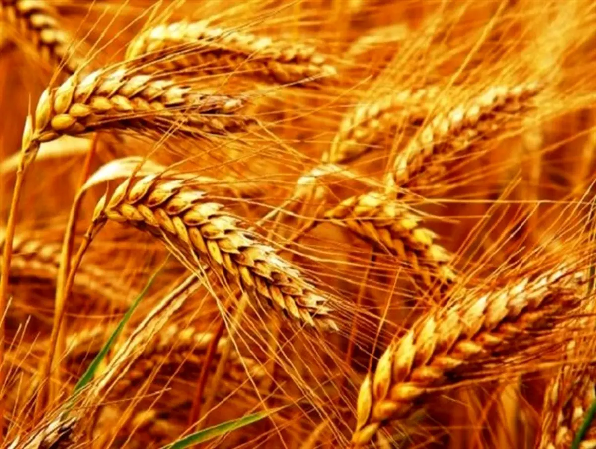 خوشه های طلایی باغملک رکورد زد