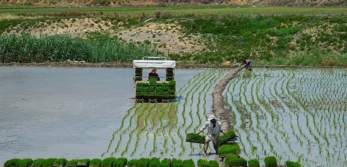 خودکفایی تولید برنج در داخل شدنی است
